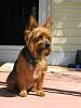 I adopted a Yorkie today!!-092708-012.jpg