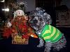 Jaxon in his Teddy Bear Halloween Sweater-jaxon-green-yellow-shirt.jpg