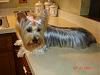 Light colored yorkies-picture0461.jpg