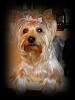 Light colored yorkies-53.jpg