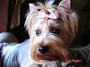 Light colored yorkies-pictures-062.jpg