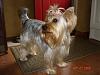 Light colored yorkies-pictures-059.jpg
