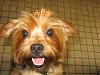 I adopted a Yorkie today!!-100108-014.jpg
