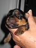 Puppies are 10 days old today!!!!!-img_5974.jpg