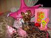 Daisy's 2nd Birthday!!! :)-img_9135_l.jpg