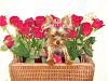 Bella in a basket of roses. LOOK PLEASE!-bellas-roses.jpg