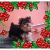 Guess The Yorkie Monday-2.jpg