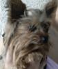 Guess The Yorkie Monday-guess-who.jpg