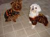 We are ready for Halloween and colder weather!-dsc07677.jpg