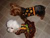 We are ready for Halloween and colder weather!-dsc07683.jpg