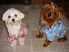 We are ready for Halloween and colder weather!-dsc07670.jpg