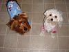 We are ready for Halloween and colder weather!-dsc07667.jpg