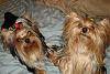 Lexie & Sampson after a bath..Sampson is growing up!-011.jpg