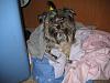 Milli helps with the Laundry-laundry3.jpg