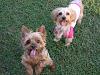 Pics of my babies-kirby-cricket-r.jpg