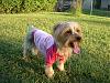 Pics of my babies-cricket-shirt-r.jpg