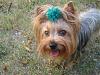 I have 3 Yorkies now!-img_3464-small-.jpg