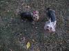 I have 3 Yorkies now!-img_3482-small-.jpg