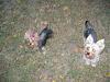 I have 3 Yorkies now!-img_3483-small-.jpg