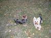 I have 3 Yorkies now!-img_3486-small-.jpg