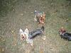 I have 3 Yorkies now!-img_3495-small-.jpg