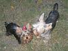 I have 3 Yorkies now!-img_3498-small-.jpg