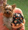 SF Yorkie Halloween Meetup-san-francisco-yorkie-october-meetup-0.jpg