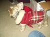 Presents from Grandma!-hallie-red-coat.jpg
