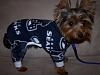 Boomer's new jammies-boom-021-resized.jpg