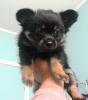 My yorkie is looking more like a pom now-100_0035.jpg