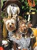 The furbabies with Mr Scarecrow-j21008.jpg