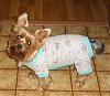 Our New Gofetch PJ's !-cimg2178_edited-1-small-.jpg