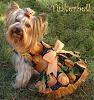 A pretty girl on a pretty fall day!-dsci1029-copy.jpg