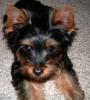 Newest pics of TOBY!!!-hpim0226-2-.jpg