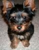 Newest pics of TOBY!!!-hpim0228-2-.jpg