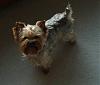 Intorducing....-rocket-standing.jpg