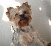 Intorducing....-rocket-gimme-treat.jpg