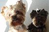 Intorducing....-my-boys.jpg