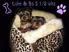 Awwww!!!!  Brodie and Molly's PUPPIES!!!!-boluke5wksimg_86061.jpg