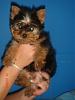 Light colored yorkies-yorkies-023.jpg
