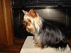 Light colored yorkies-yorkies-025.jpg