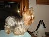 Light colored yorkies-new-bug-2.jpg