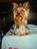 Light colored yorkies-new-bug-3.jpg