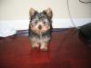 Your Yorkie Pics and weight-img_0176.jpg