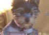 Guess The Yorkie Tuesday-guesstues1.jpg
