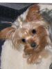 Guess The Yorkie Tuesday-tuesdaylooking-better.jpg