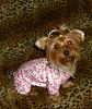 Lola loves her new jammies-lolapiggy.jpg