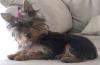 New Yorkie Owner-Pics of Minni-11-04_4edit.jpg