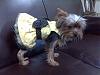 Bella's Poochie Parade Dress  LOOK-bella-her-bumble-bee-dress-2.jpg