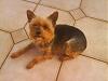 My little Yorkies!-dsc00583.jpg